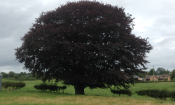 Copper Beech Glamping